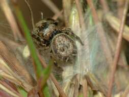 Image of Simaetha thoracica Thorell 1881