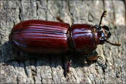 Image of Bess Beetles (genus)