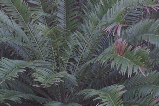 Image of Bushman's River Cycad