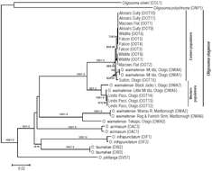 Image de Oligosoma otagense (Mccann 1955)