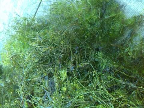 Image of Compact Stonewort