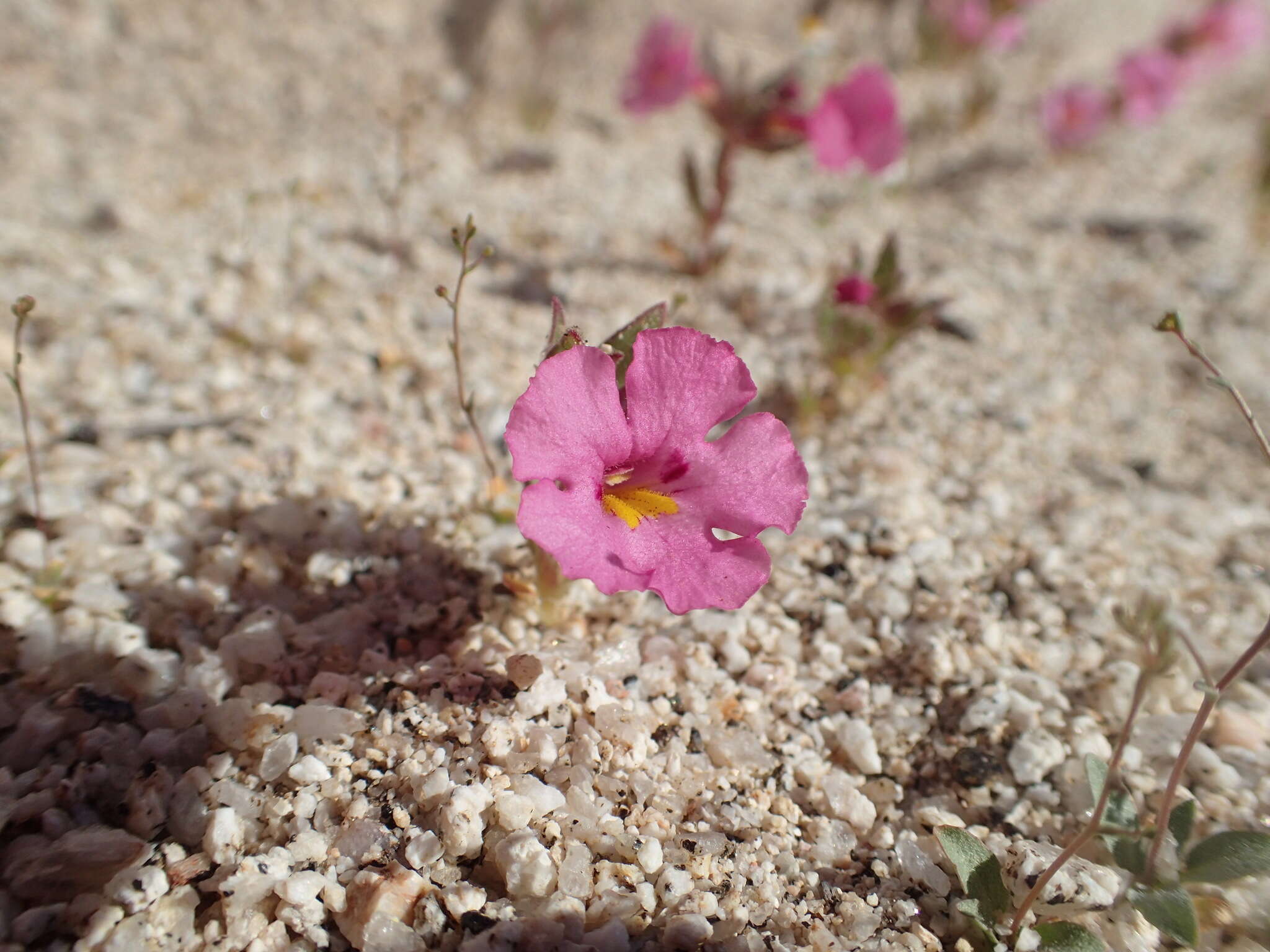 Image of Bigelow's monkeyflower