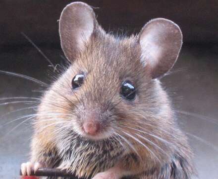 Image of wood mouse, long-tailed field mouse