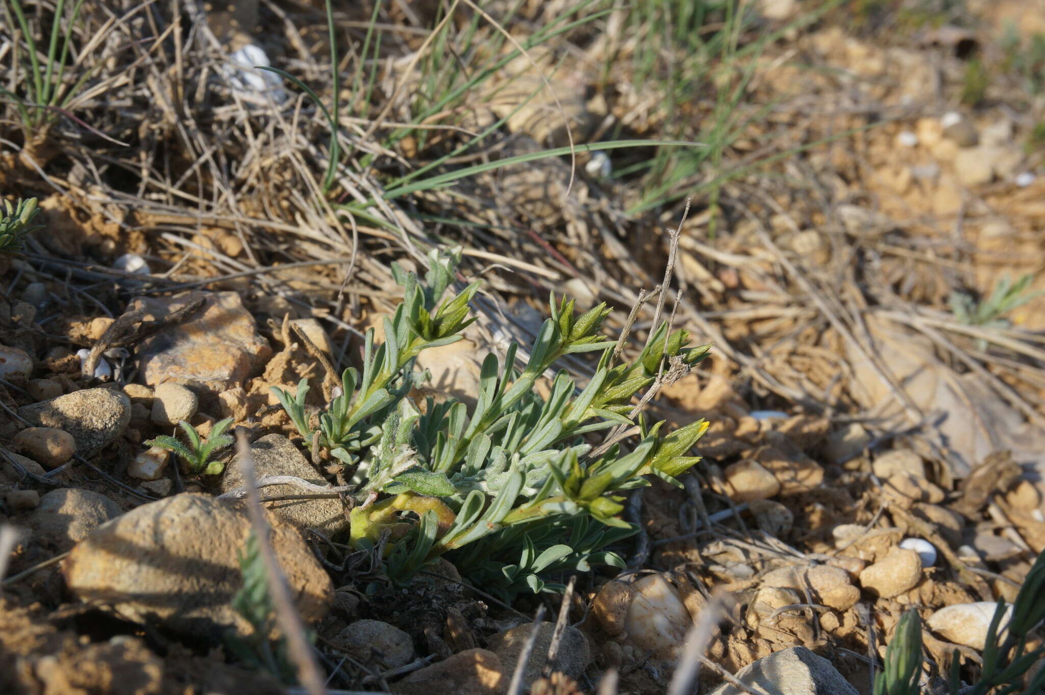 Image of Linum tauricum Willd.