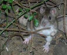 Image of Brown Rat