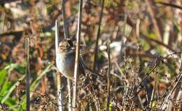 Image de Melospiza georgiana ericrypta Oberholser 1938