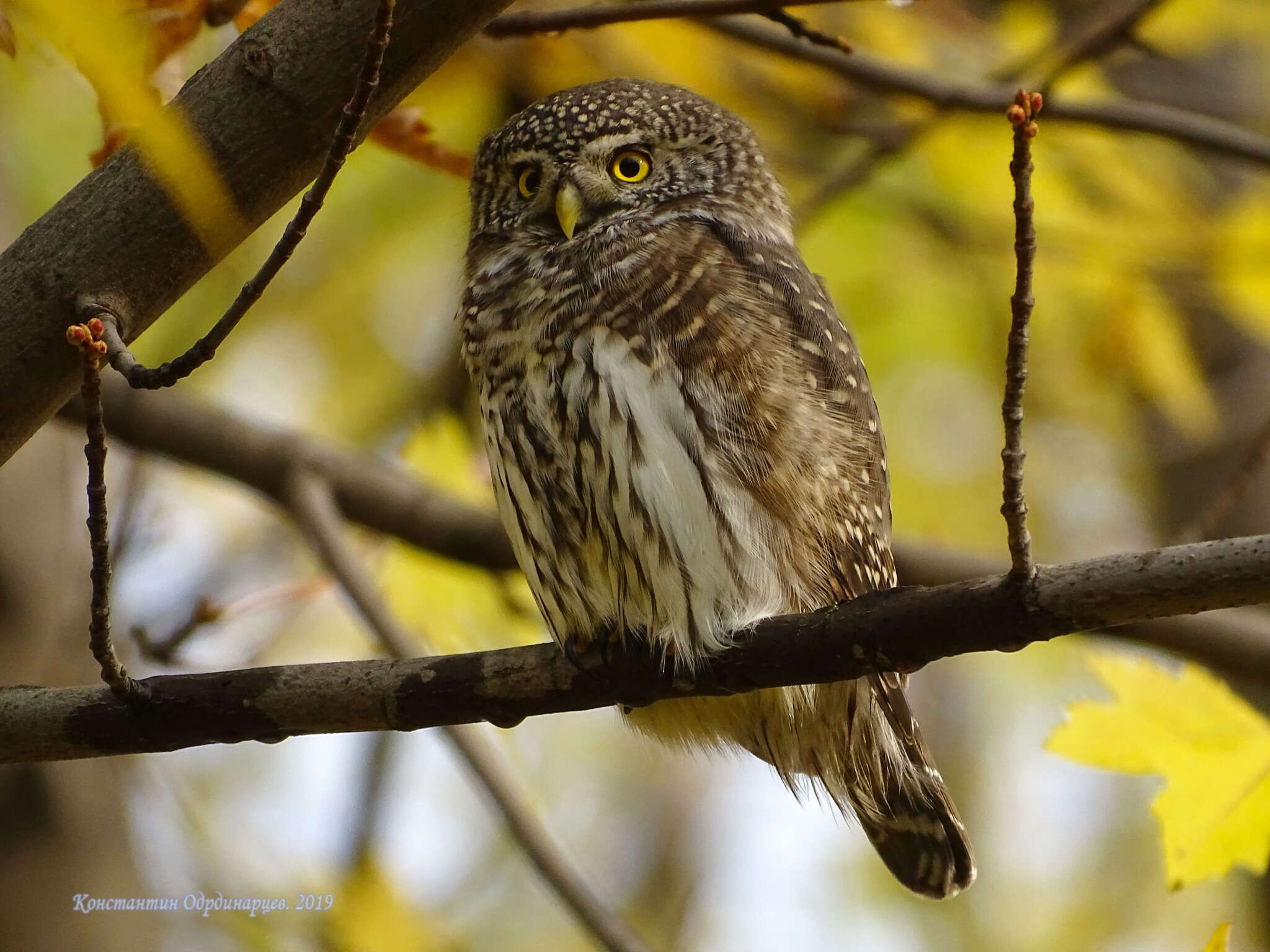 Image of Eurasian Pygmy Owl