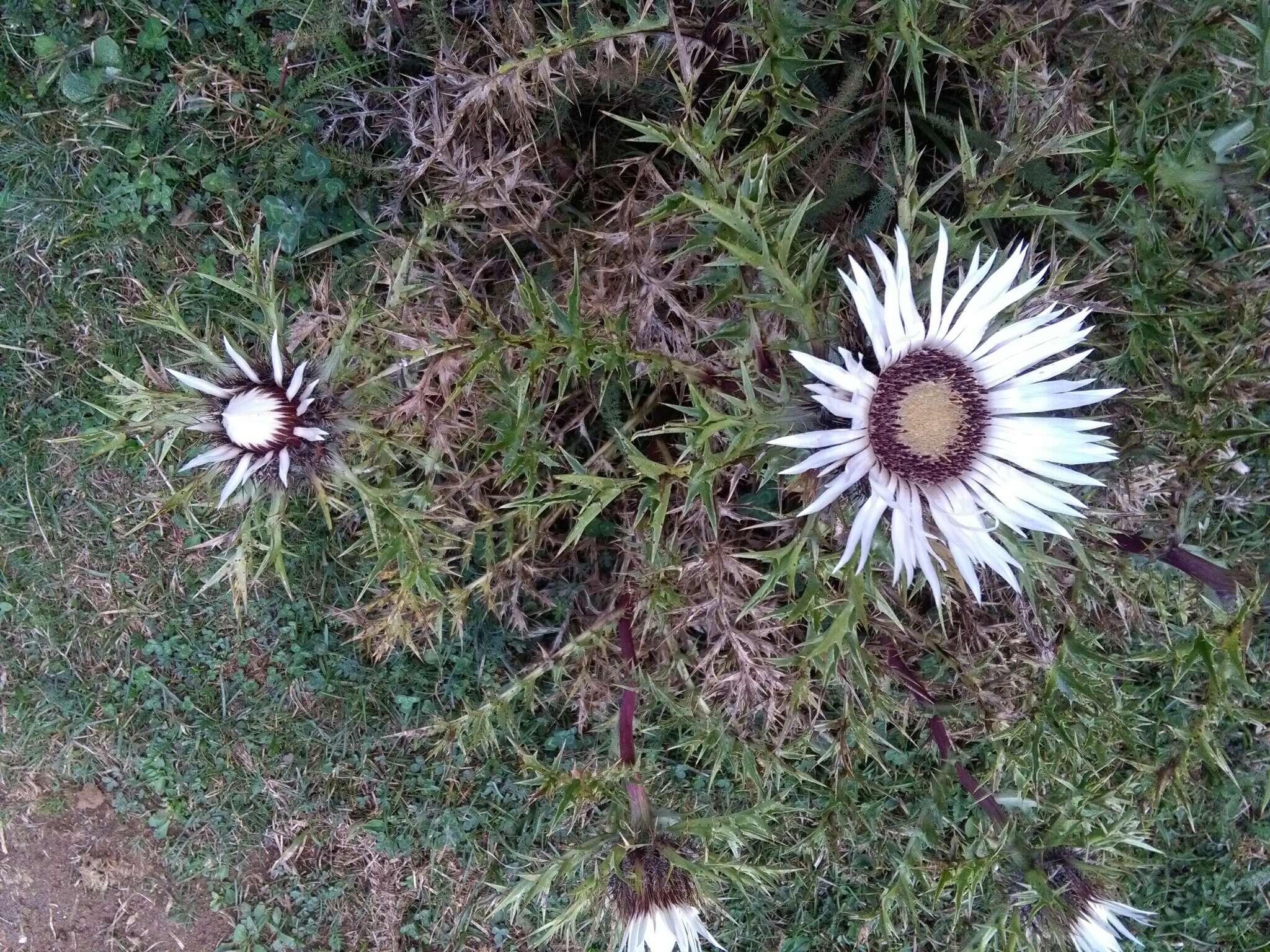 Image of Carlina acaulis L.