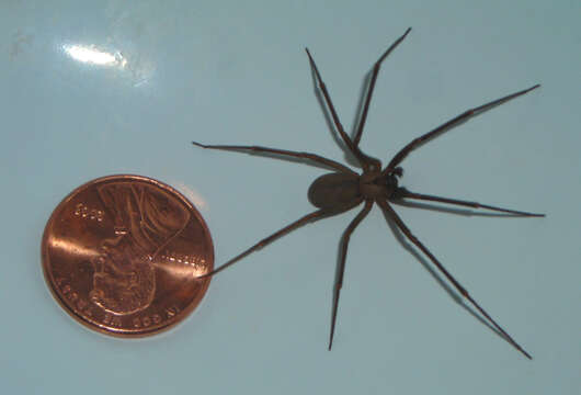 Image of Brown Recluse