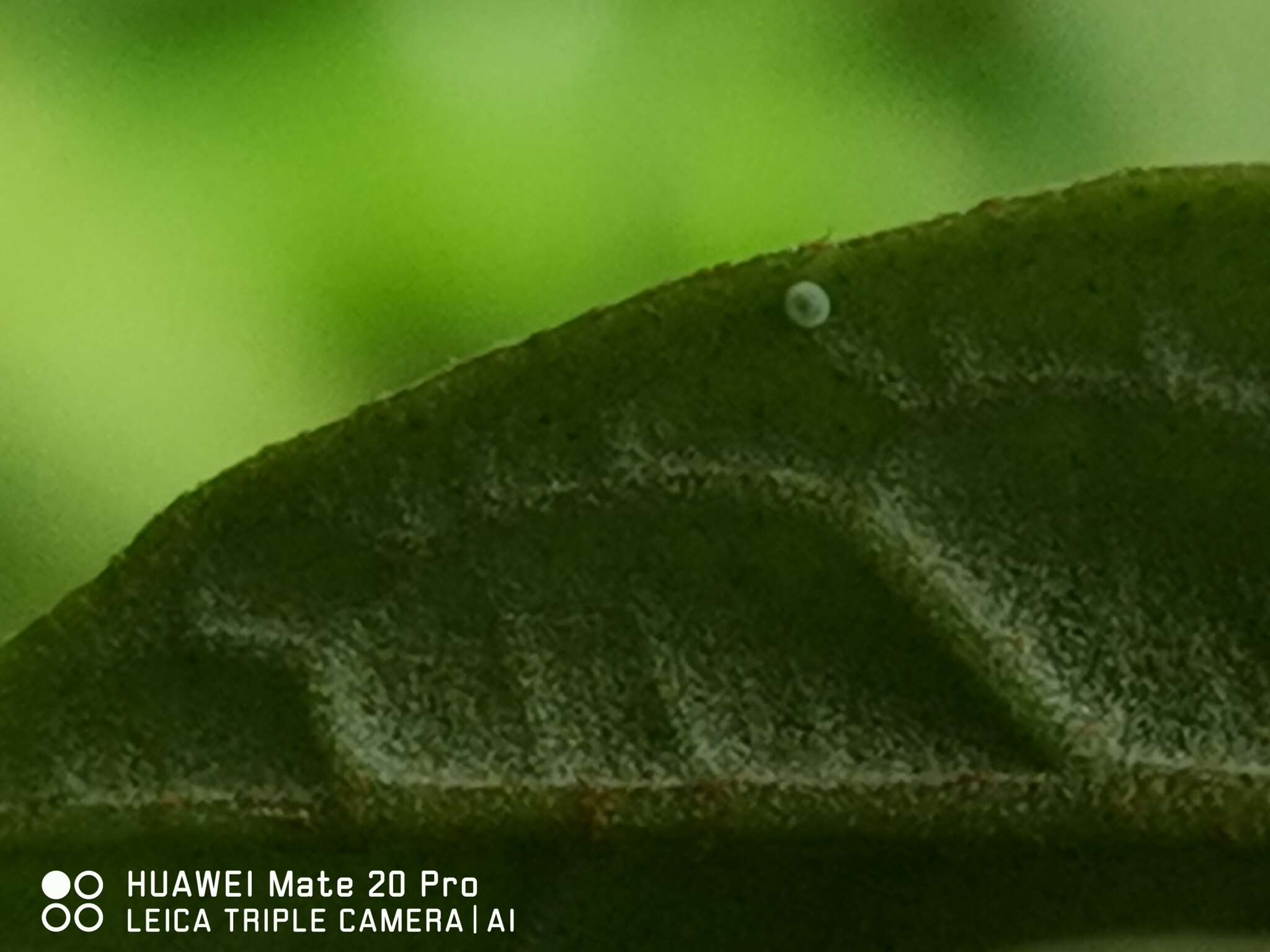 Image of Glycosmis chlorosperma (BI.) Spreng.