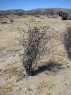 Image of yucca buckwheat