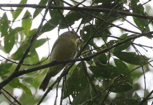 Piprites chloris (Temminck 1822)的圖片