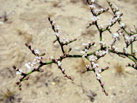 Image of yucca buckwheat