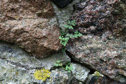 Image of Wall-rue