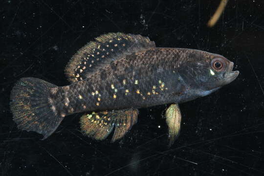 Image of Everglades Pygmy Sunfish