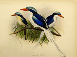 صورة Tanysiptera ellioti Sharpe 1870