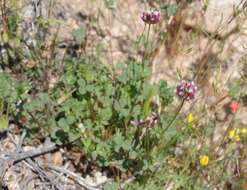 Image of Slender Clover