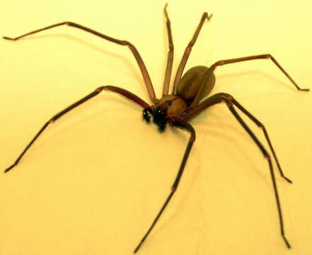 Image of Brown Recluse