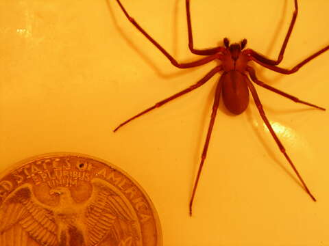 Image of Brown Recluse