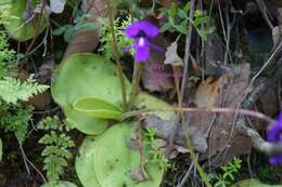 Image of Pinguicula macrophylla Kunth