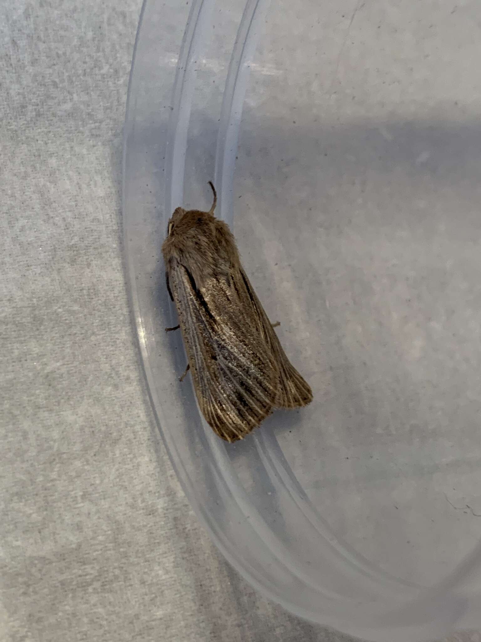 Image of shoulder-striped wainscot