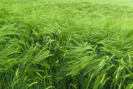 Image of common barley