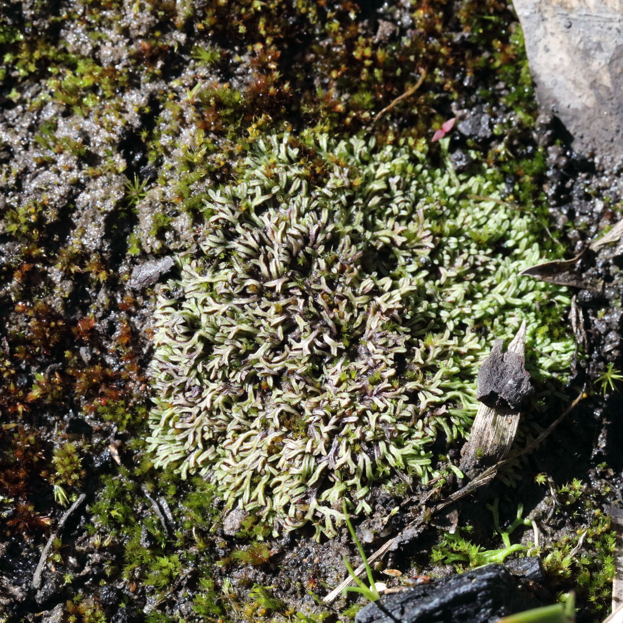 Image of Riccia multifida (Steph.) Steph.