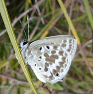 Image of Lepidochrysops asteris (Godart (1824))