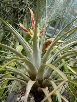 Image de Tillandsia fasciculata Sw.