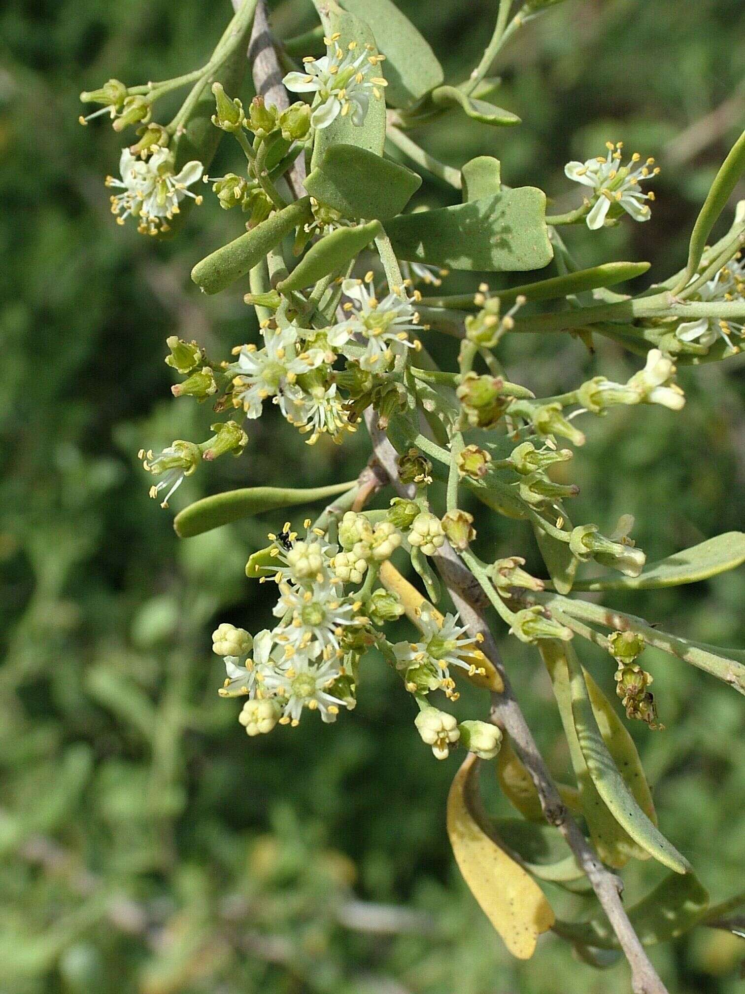 Image of Nitraria retusa (Forsk.) Aschers.