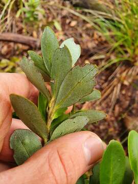 Image of Pseudowintera traversii (J. Buch.) Dandy