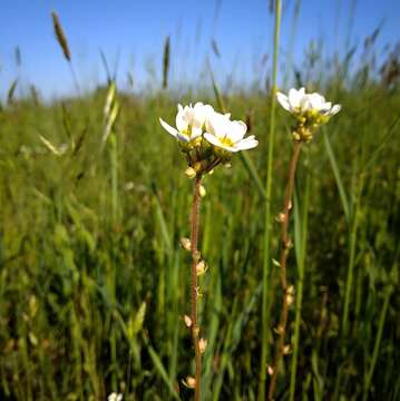 Sivun Saxifraga bulbifera L. kuva