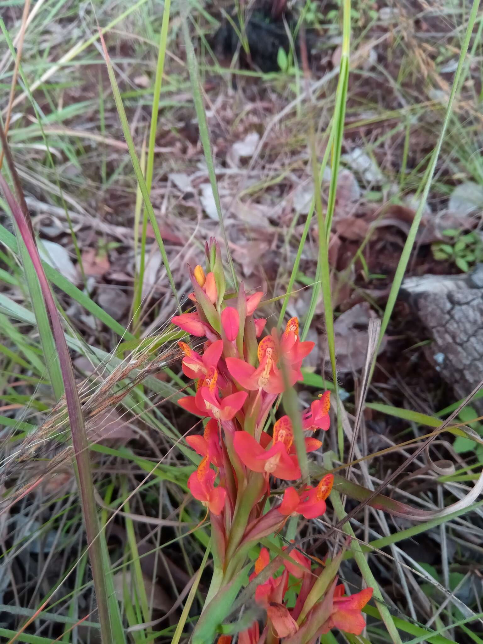 Disa incarnata Lindl. resmi