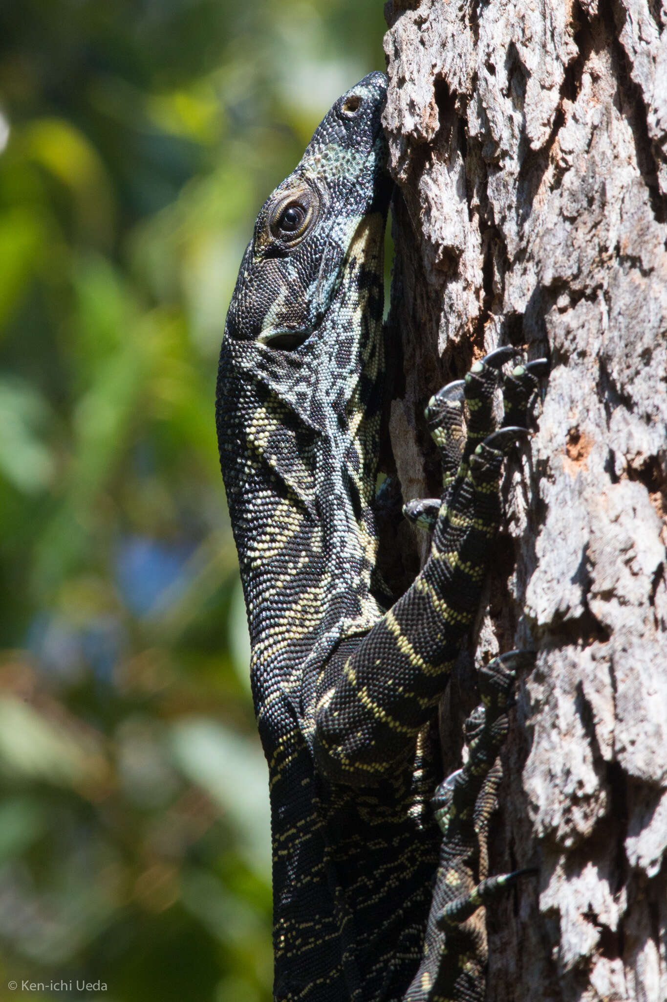 Image of Lace Monitor