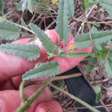 Image de Sida abutifolia