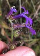 Image de Lobelia glandulosa Walter