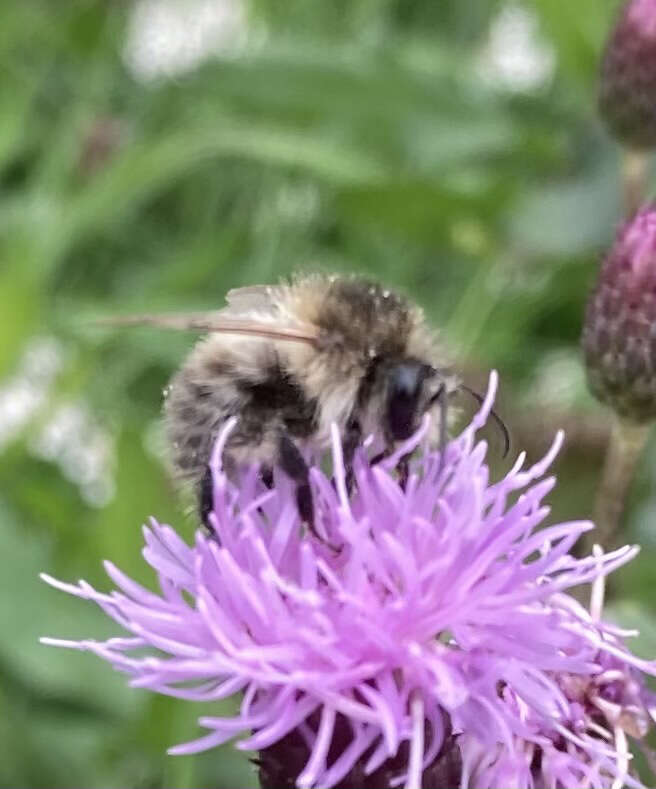 Image of <i>Bombus pascuorum mniorum</i> Fabricius 1776