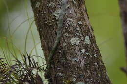 Image of leafless bentspur orchid