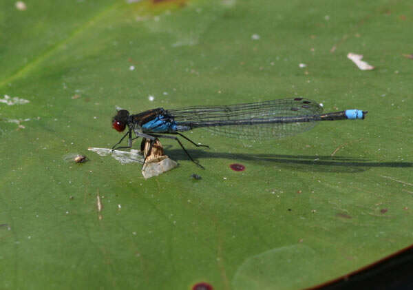 Image of red-eyed damselfly