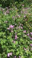 Image of Geranium albanum M. Bieb.