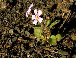 Image of Jamesbrittenia thunbergii (G. Don) O. M. Hilliard