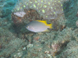 Image of Damselfish