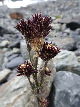 Image de Descurainia athrocarpa (A. Gray) O. E. Schulz