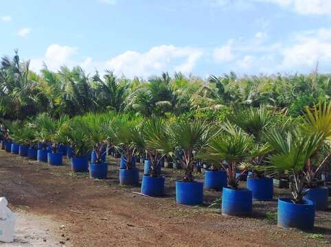 Image of Blue latan palm