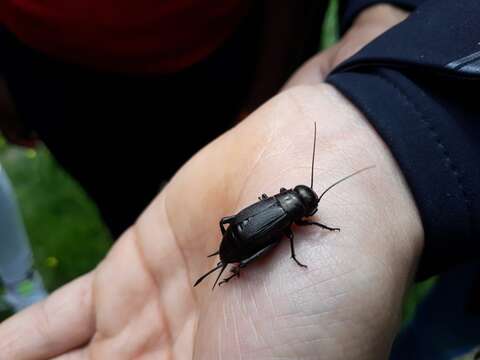 Image of Field cricket