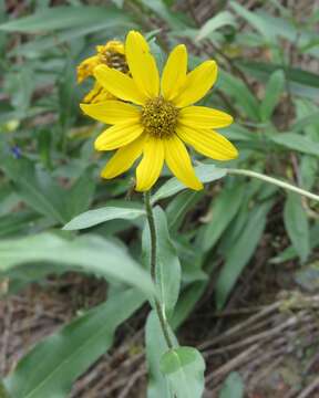 Sivun Helianthella uniflora (Nutt.) Torr. & A. Gray kuva