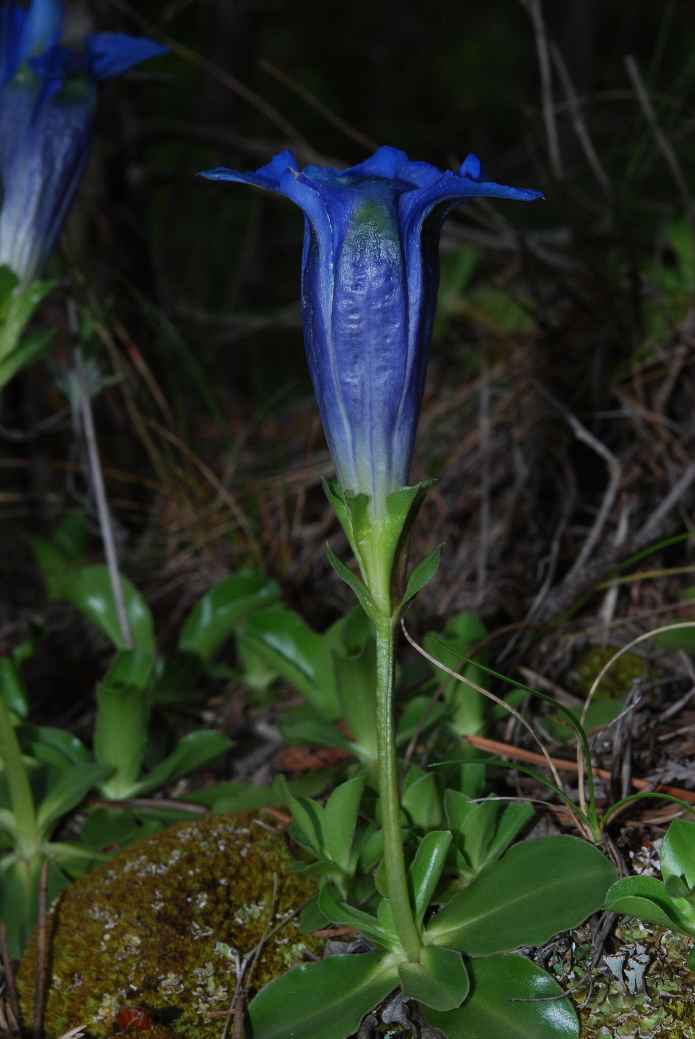 Image of Gentiana ligustica R. de Vilmorin & Chopinet