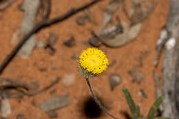 Image of Asteridea athrixioides (Sonder & Mueller) G. Kroner