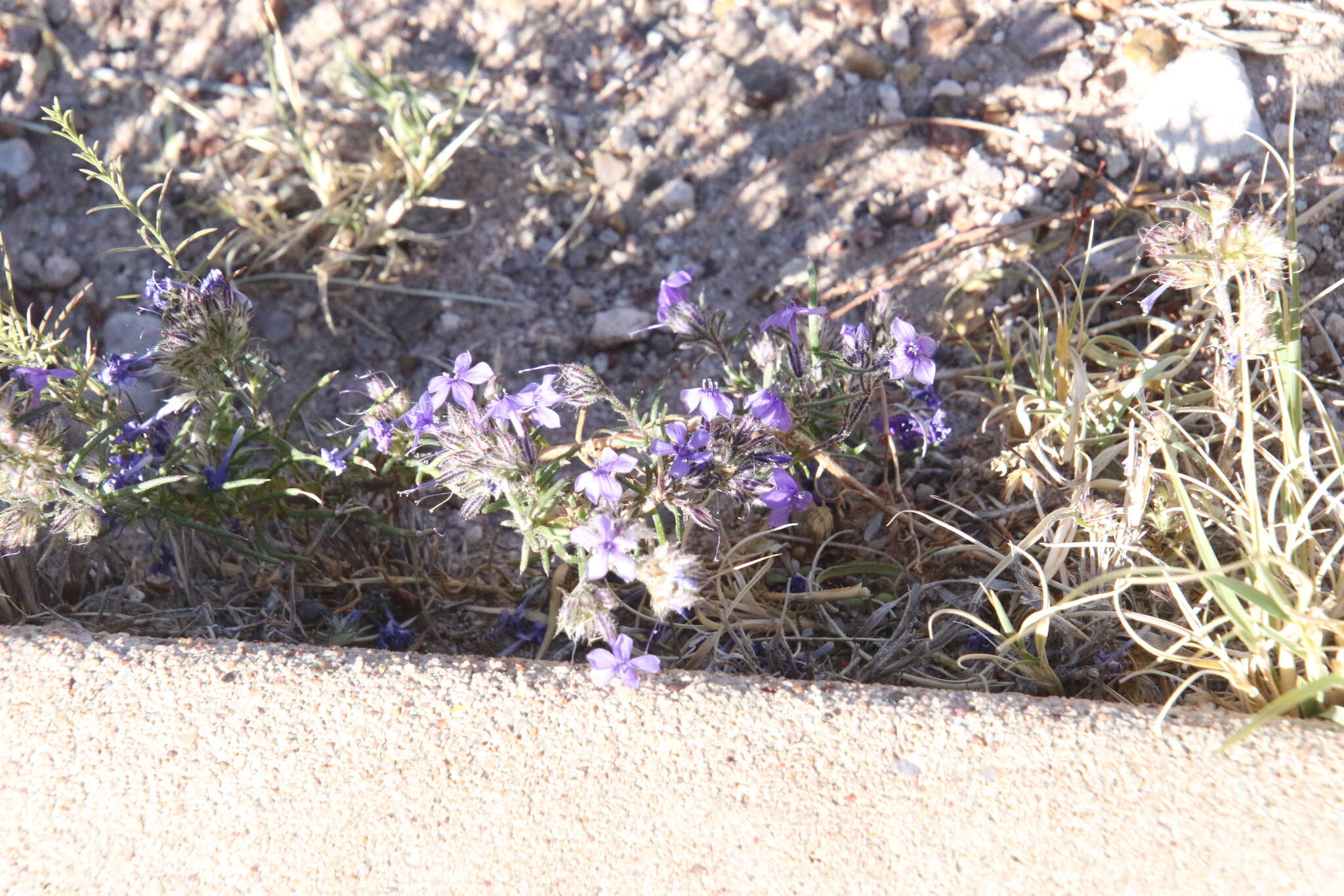 Image of manyflowered ipomopsis