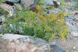 Image of Asian meadowsweet